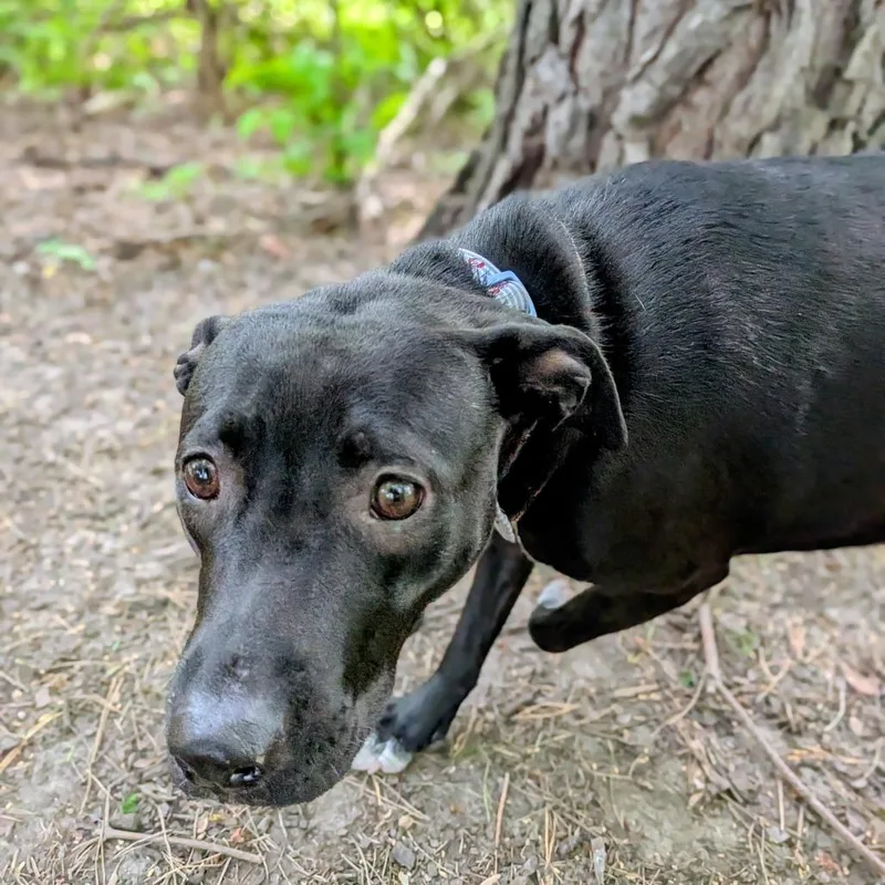 A young medium-sized female Black Mixed Breed dog named Ali for adoption in Grand Rapids, MI
