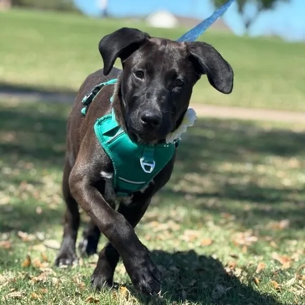 A baby medium-sized female Black Labrador Retriever dog named Victoria Valentina Loves Everyone for adoption in Friendswood, TX