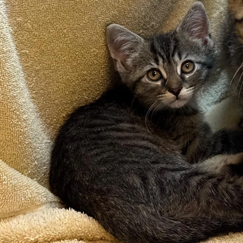A baby small-sized female Brown / Chocolate Domestic Short Hair cat named Latte for adoption in Pittsburgh, PA
