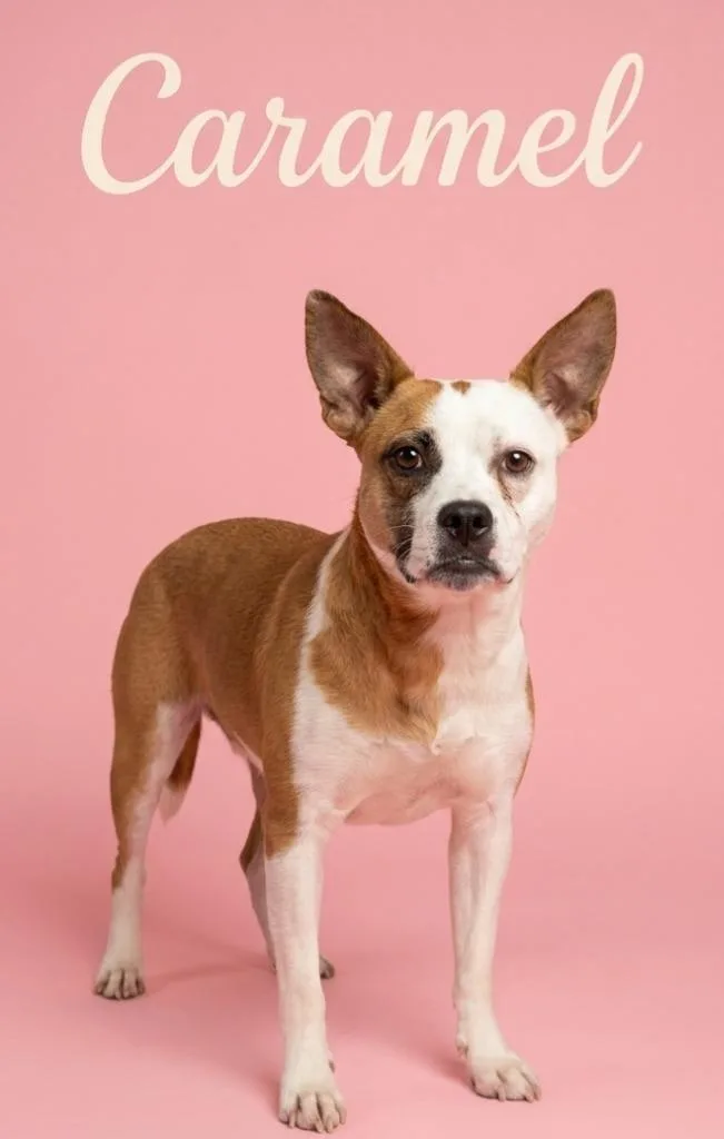 A young medium-sized female Terrier dog named Caramel for adoption in Rutherfordton, NC