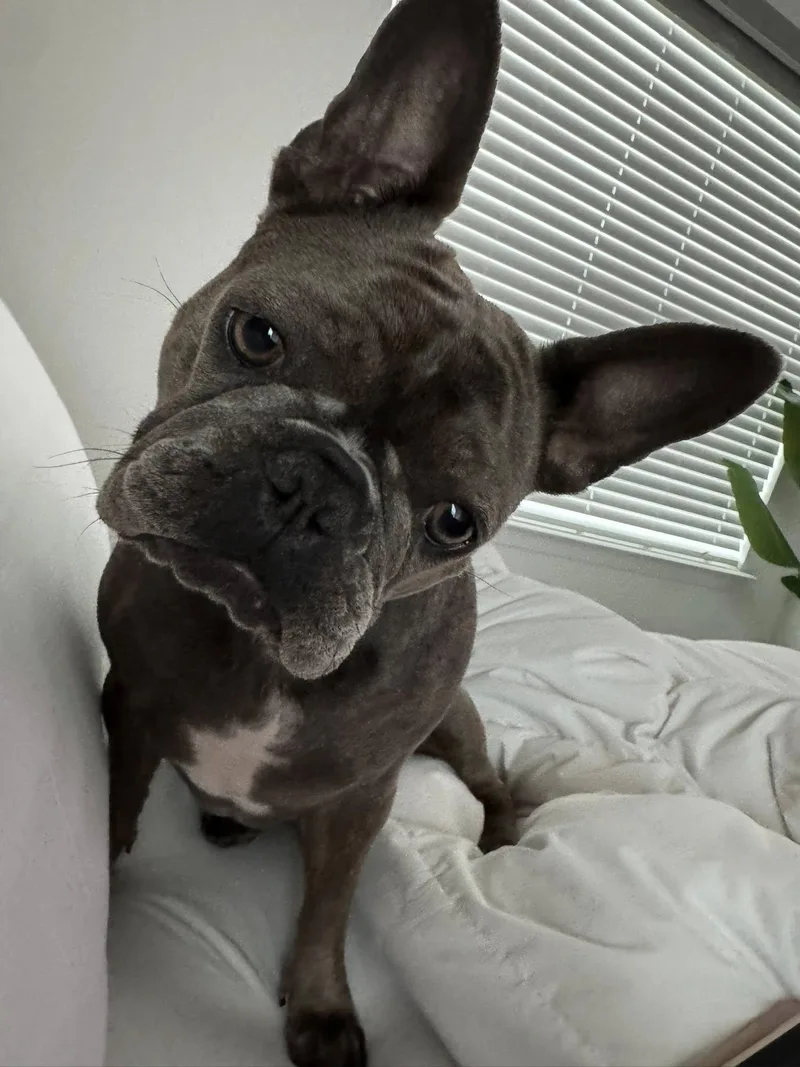 An adult small-sized female French Bulldog dog named Kora for adoption in Orlando, FL