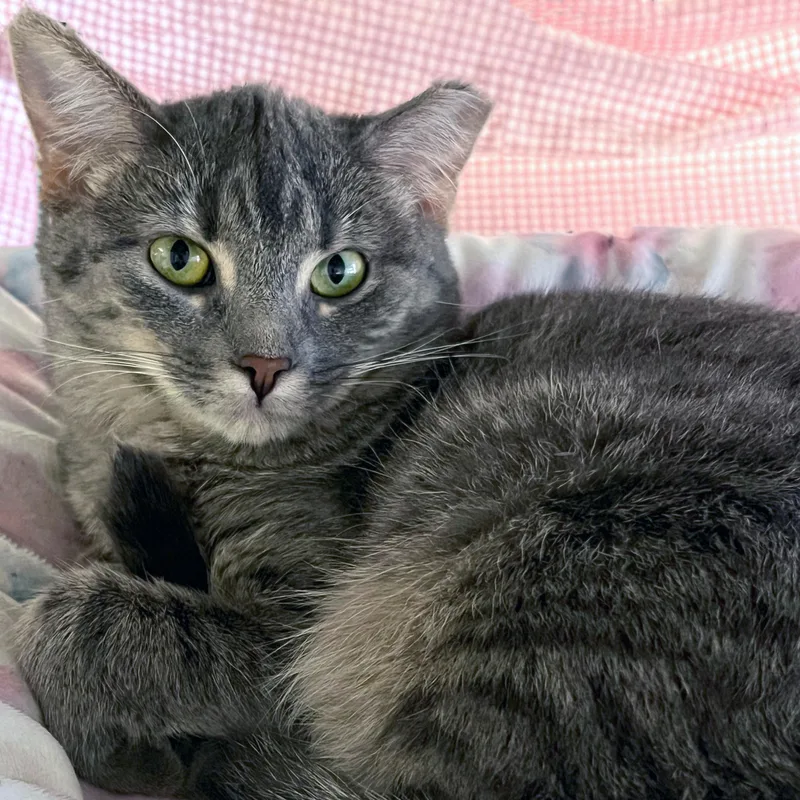 A young medium-sized female Tabby (Gray / Blue / Silver) Domestic Short Hair cat named Sour Patch for adoption in St. Louis, MO