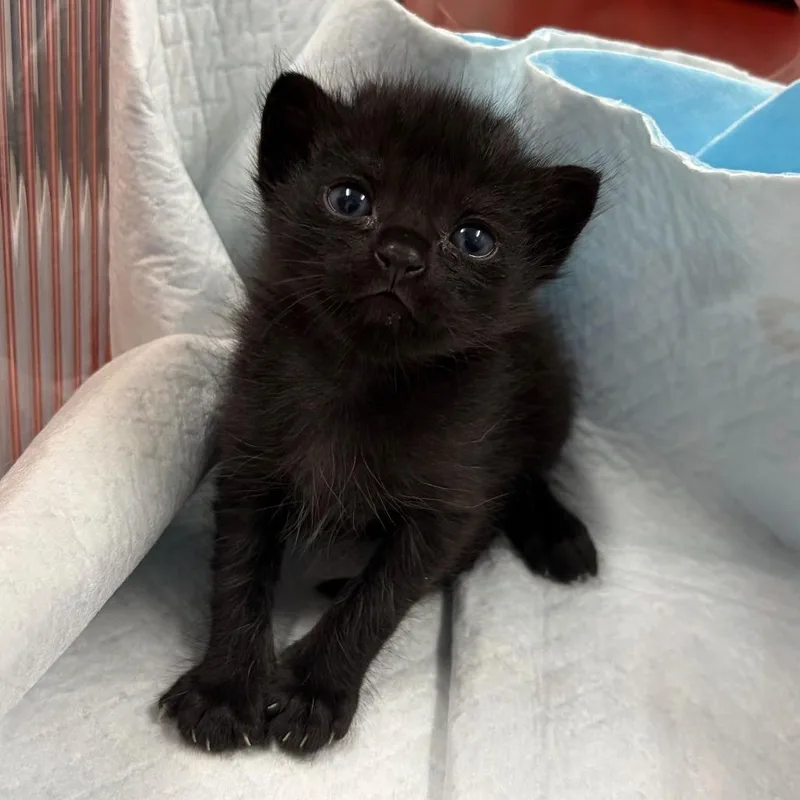 A baby small-sized male Black Domestic Short Hair cat named Exodus E for adoption in Leander, TX