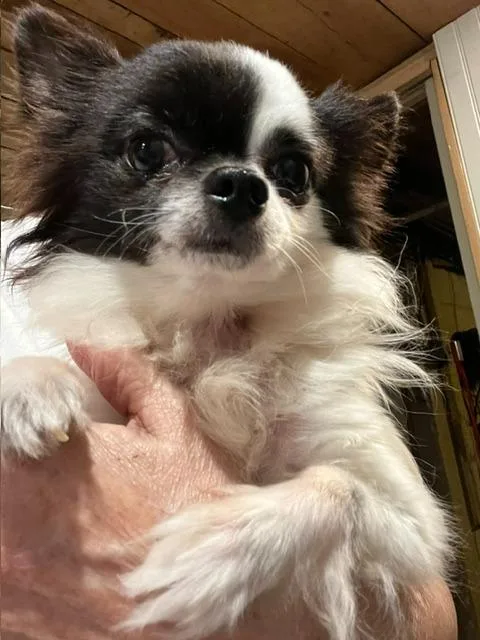 A senior small-sized male Chihuahua dog named Clyde for adoption in Manchester, TN