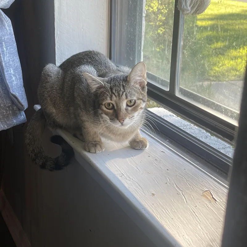 An adult medium-sized female Tabby (Brown / Chocolate) Domestic Short Hair cat named Ruby for adoption in North Richland Hills, TX