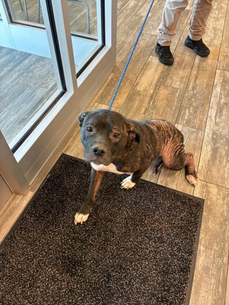 An adult large-sized female Pit Bull Terrier dog named Greta Yrly for adoption in Sidney, OH