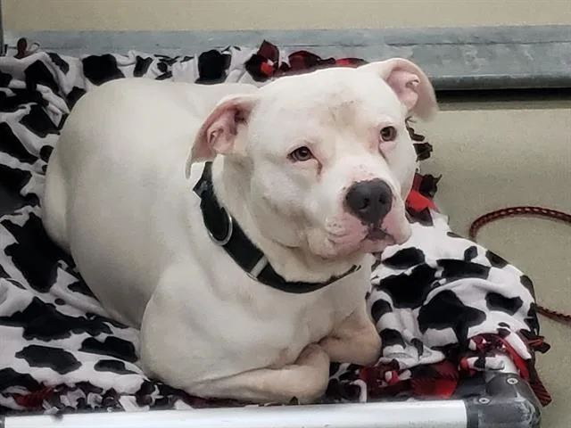 An adult large-sized male American Bulldog dog named Kilo for adoption in Omaha, NE