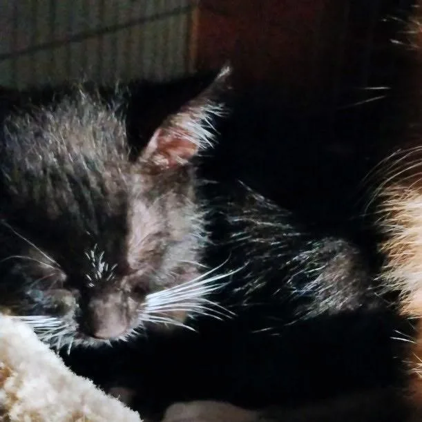 A baby small-sized female Black Domestic Short Hair cat named Thelma for adoption in Port Charlotte, FL
