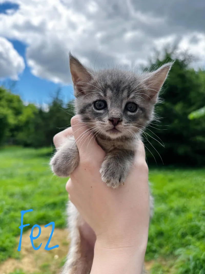 A baby medium-sized male Gray / Blue / Silver Domestic Short Hair cat named Fez for adoption in Bethel, OH