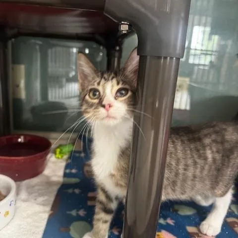 A baby small-sized female Tabby (Orange / Red) Domestic Short Hair cat named Loofah and QTip for adoption in Hutchinson, MN