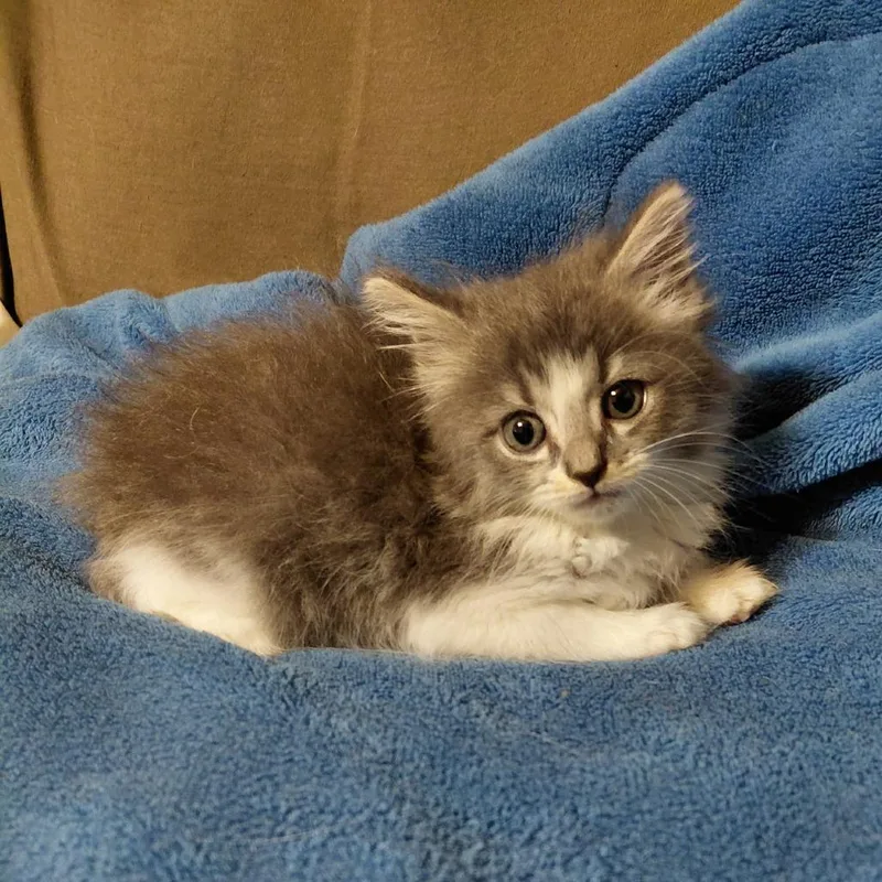 Little Lucy