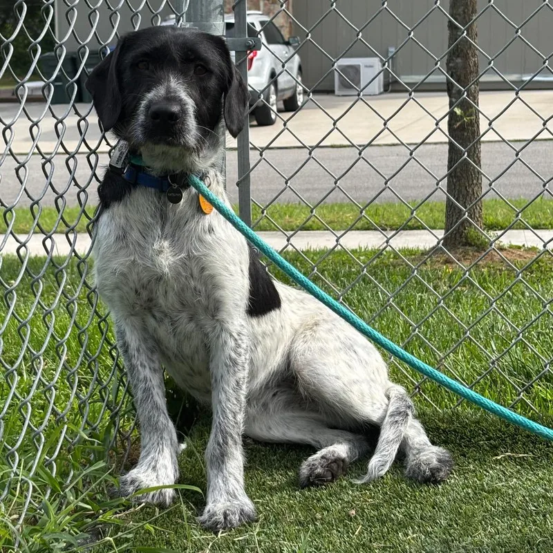 An adult medium-sized female Black Labrador Retriever dog named Lil Blue for adoption in Chattanooga, TN
