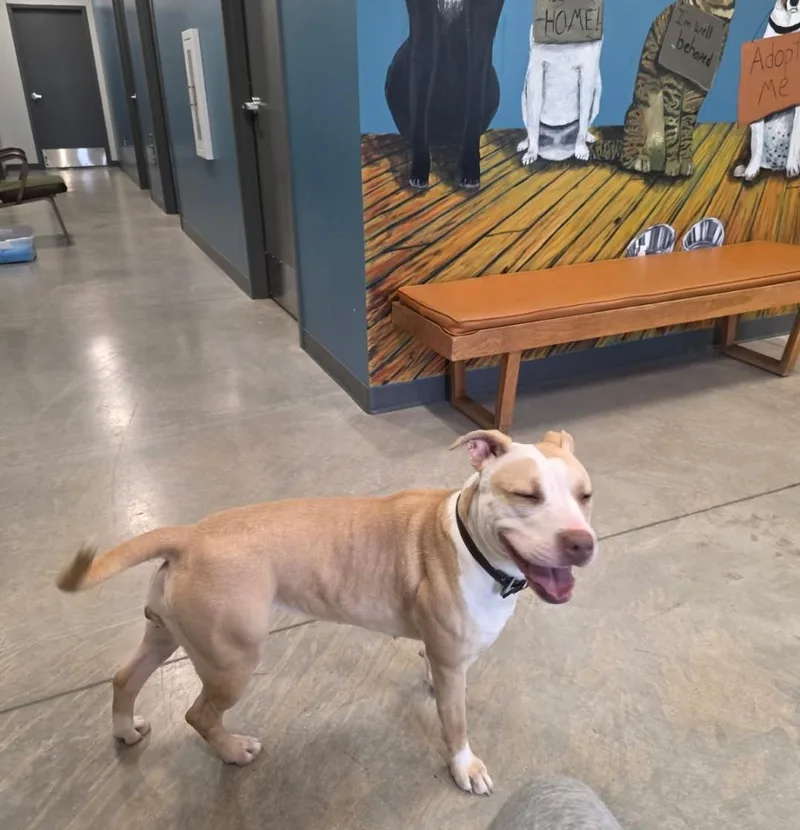 An adult medium-sized female Yellow / Tan / Blond / Fawn Mixed Breed dog named Junie B for adoption in Jefferson, IA