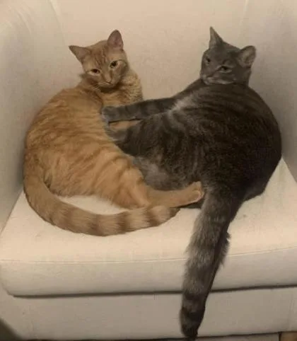 An adult small-sized male Domestic Short Hair cat named Captain for adoption in Fairfax, VA