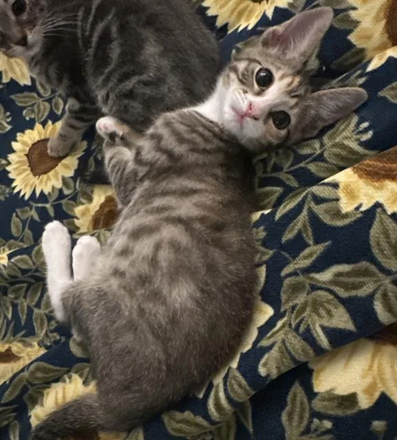 A baby small-sized female Domestic Short Hair cat named Diamond for adoption in Sacramento, CA
