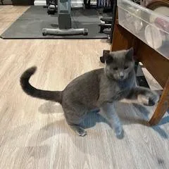 Victor Scott Ii thumbnail 6