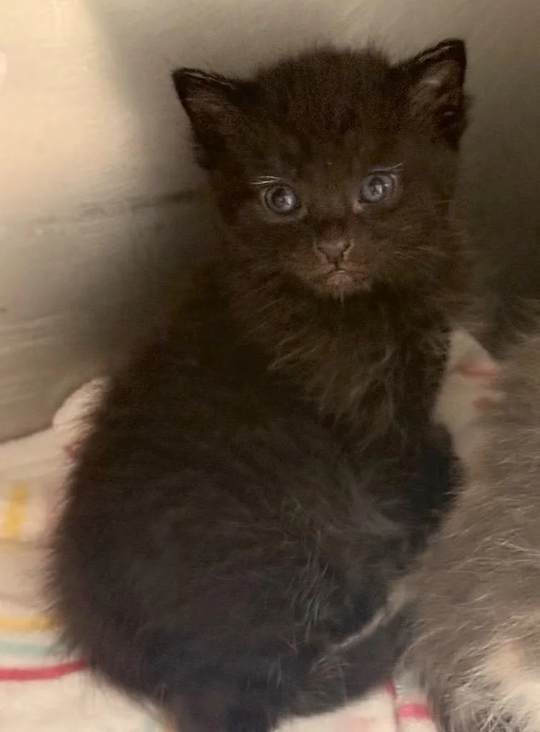 A baby small-sized male Domestic Short Hair cat named Onyx for adoption in Defiance, OH