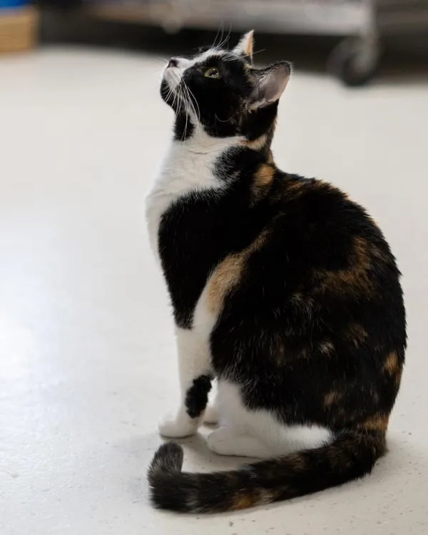 An adult medium-sized female Domestic Short Hair cat named Koi for adoption in Vallejo, CA