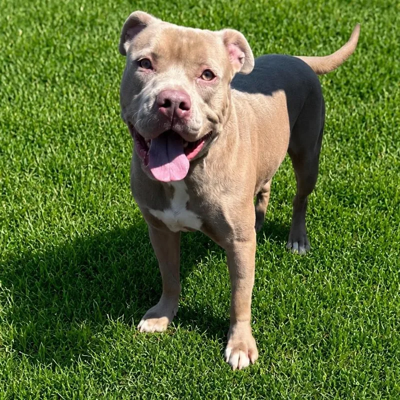 A young medium-sized male Gray / Blue / Silver Pit Bull Terrier dog named Skyler for adoption in Jersey city, NJ