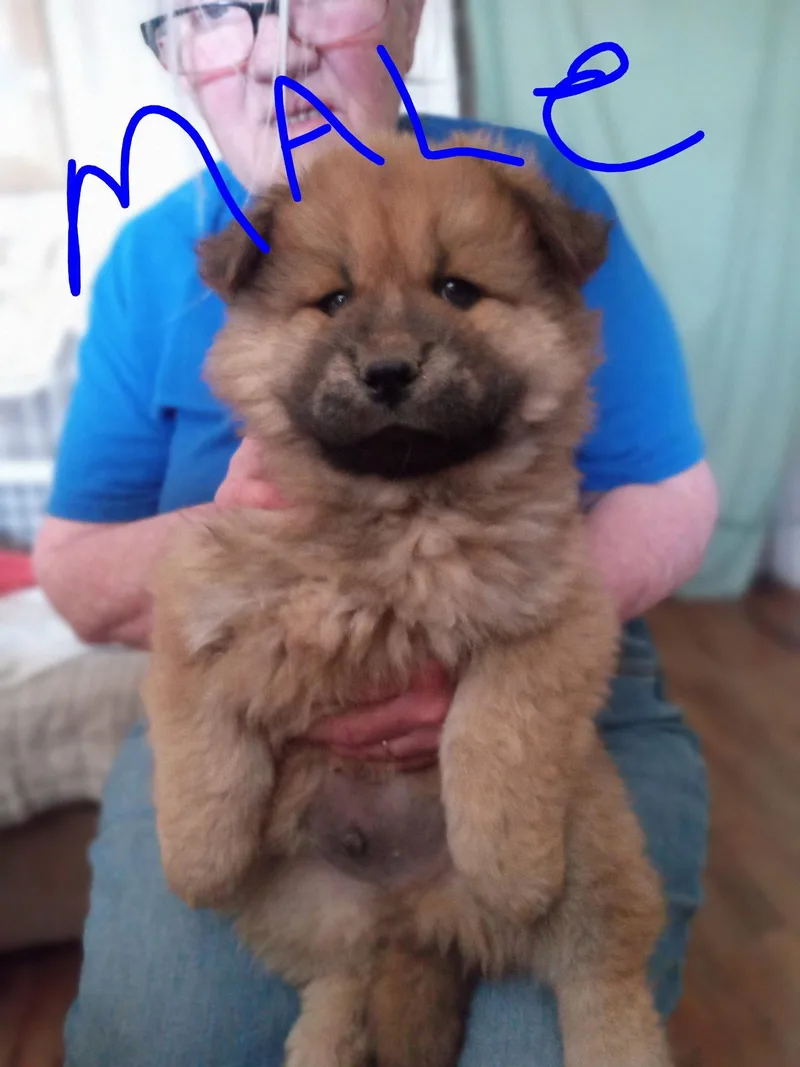 A young large-sized male Chow Chow dog named Danny for adoption in Grafton, WI