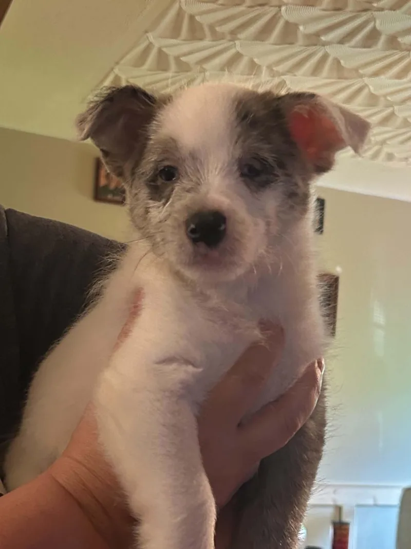 Wilbur thumbnail 3