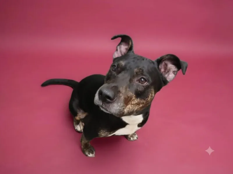 An adult medium-sized female Pit Bull Terrier dog named Beverly for adoption in Los Angeles, CA