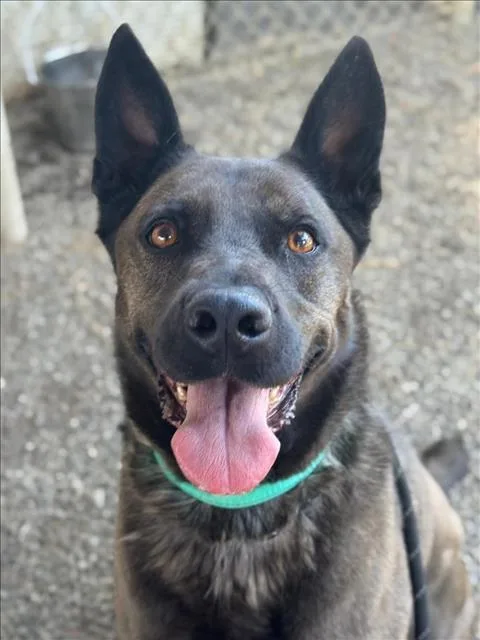 An adult medium-sized female German Shepherd Dog dog named Nahla for adoption in Woodland, CA