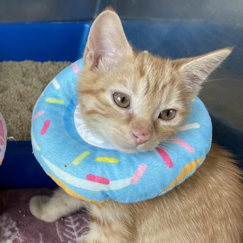 A baby small-sized male Orange / Red Domestic Short Hair cat named Netflix for adoption in Wilmington, DE