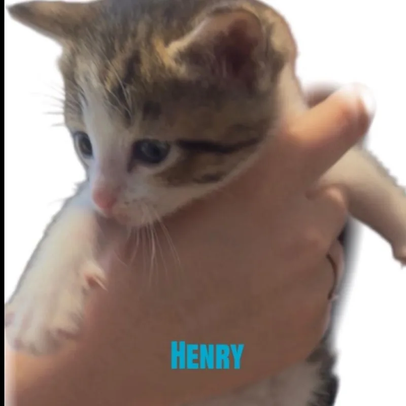 A baby small-sized male Brown / Chocolate Domestic Short Hair cat named Henry for adoption in Carmel, IN
