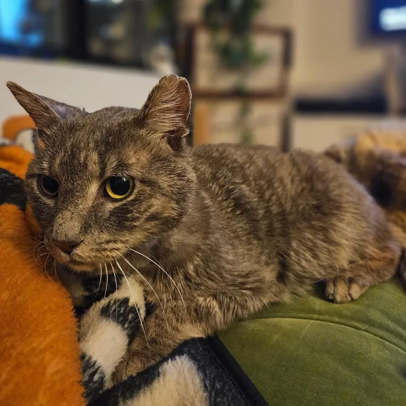 Yogi Berrera thumbnail 2