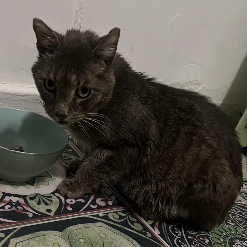 Yogi Berrera thumbnail 3