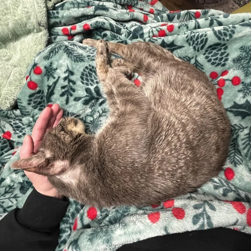 Yogi Berrera thumbnail 4