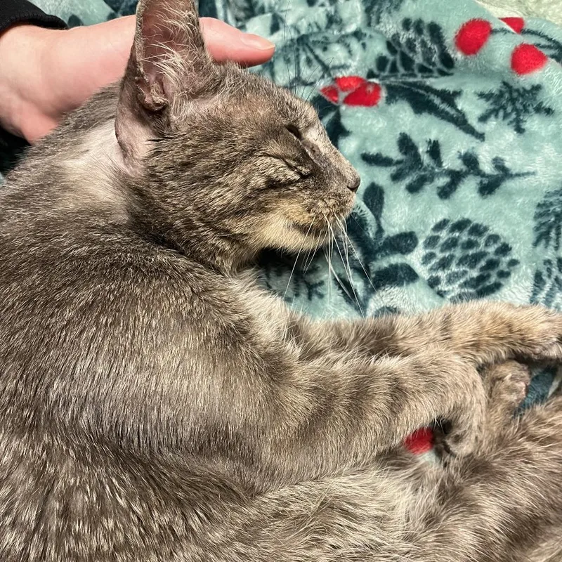 Yogi Berrera thumbnail 5