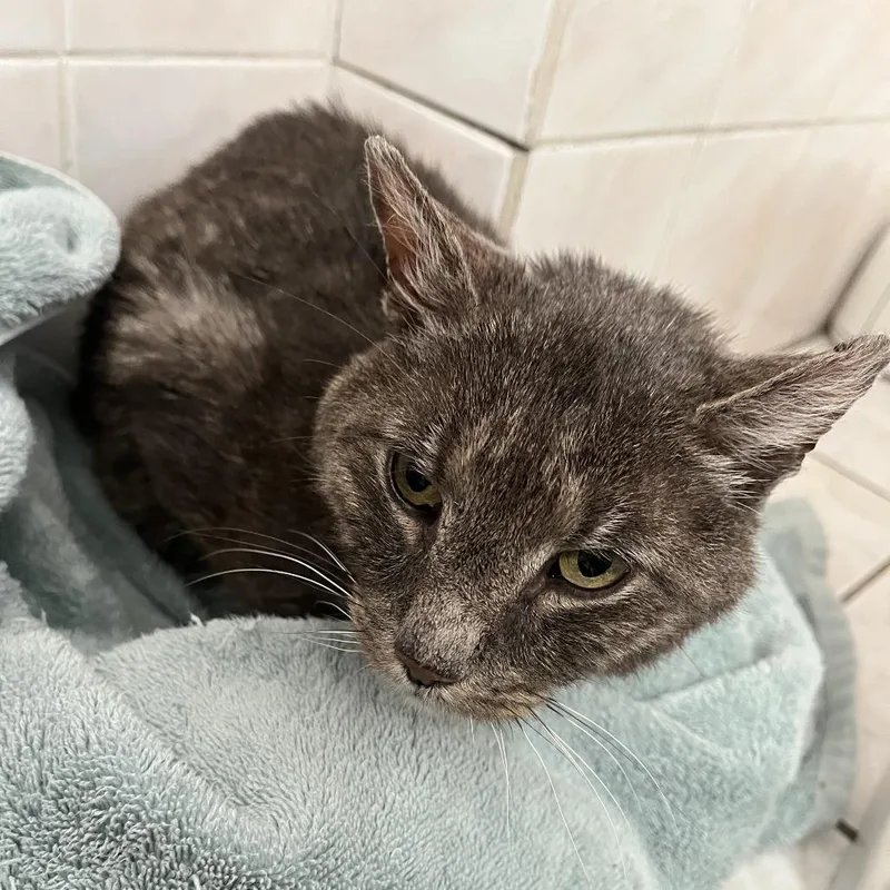 Yogi Berrera thumbnail 6