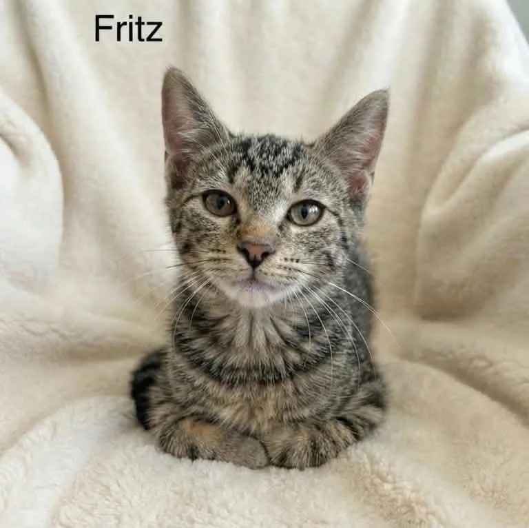 A baby medium-sized male Tabby (Brown / Chocolate) Tabby cat named Fritz for adoption in Wyandotte, MI