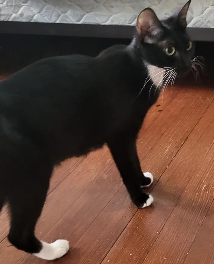 A young medium-sized female Domestic Short Hair cat named Lois for adoption in Florence, SC