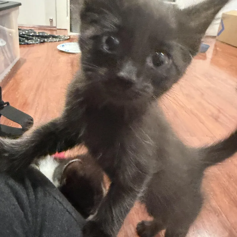 A baby small-sized female Domestic Short Hair cat named Lexus for adoption in Tampa, FL