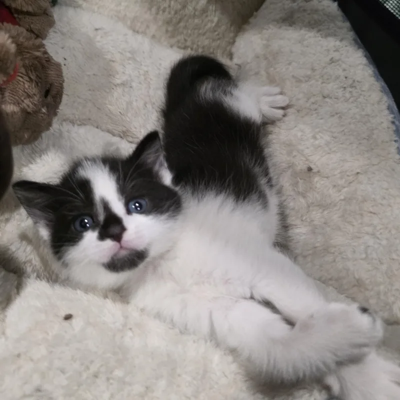 A baby medium-sized male Black & White / Tuxedo Domestic Short Hair cat named Dew for adoption in Moriches, NY