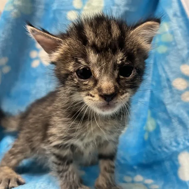 A baby small-sized female Domestic Short Hair cat named Chai for adoption in Rosenberg, TX