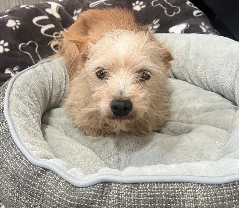 A young small-sized female Terrier dog named Tan for adoption in Labelle, FL
