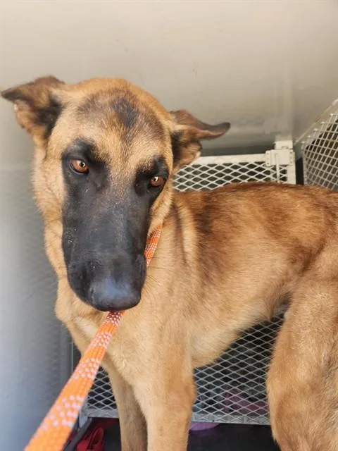 A young medium-sized male Belgian Shepherd / Malinois dog named Slinky for adoption in Bakersfield, CA
