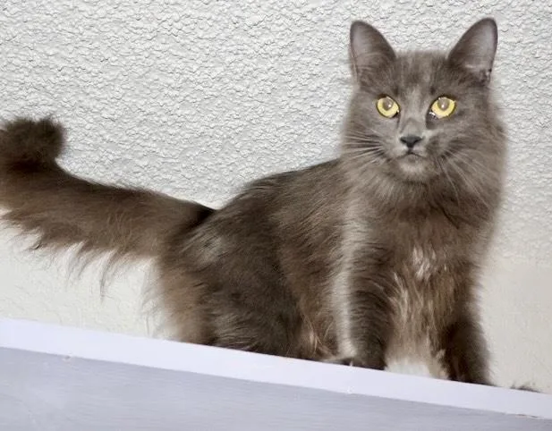An adult small-sized female Gray / Blue / Silver Russian Blue cat named Guinevere for adoption in San Juan Capistrano, CA