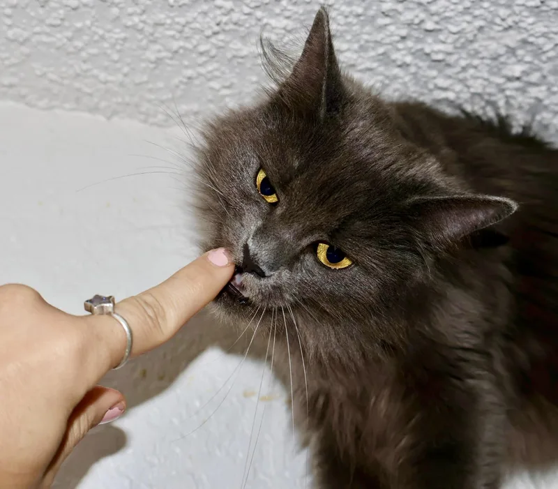 Guinevere thumbnail 3