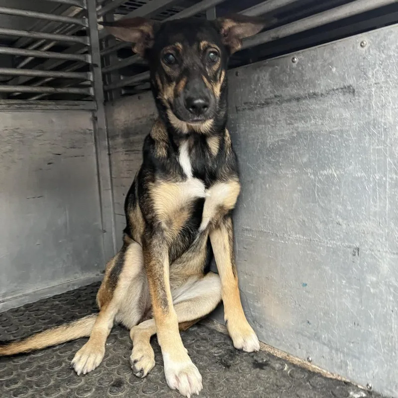 A young medium-sized female Brown / Chocolate Shepherd dog named Dandy for adoption in Edinburg, TX