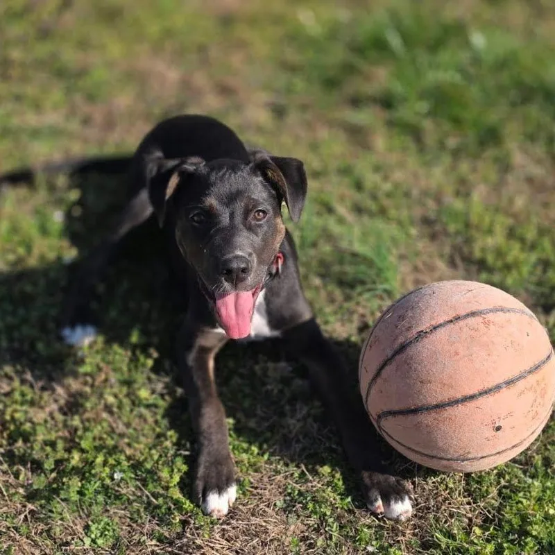 Booker T thumbnail 2