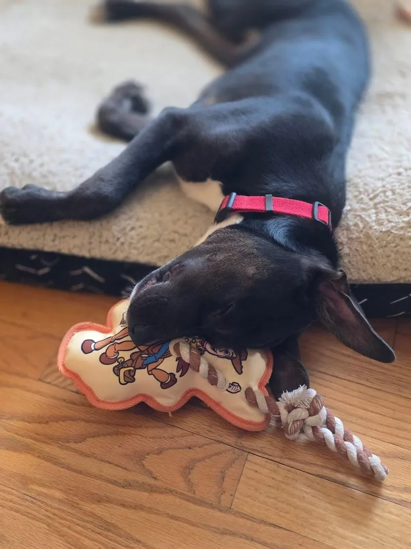 Booker T thumbnail 3