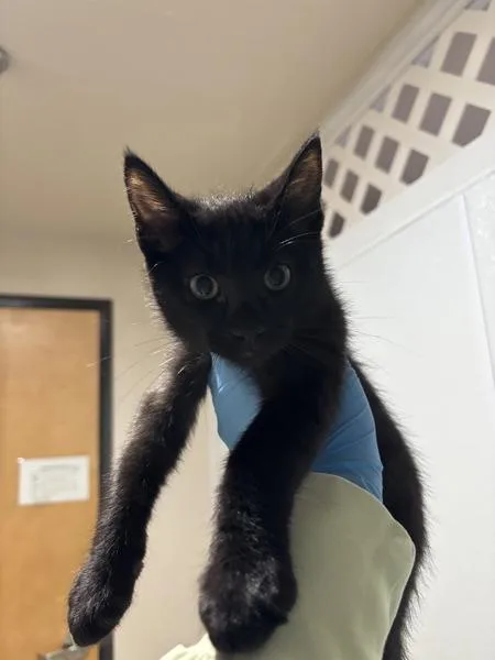 A baby small-sized male Domestic Short Hair cat named Bob for adoption in Sherwood, OR