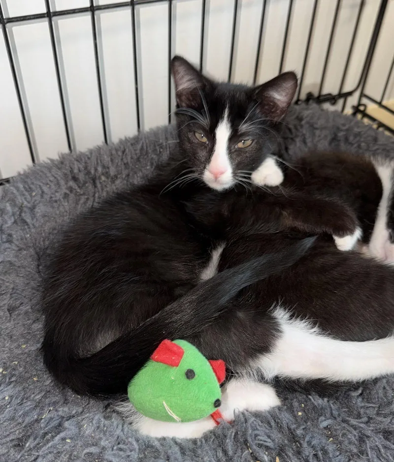 A young medium-sized male Black & White / Tuxedo Domestic Short Hair cat named Splash Zone for adoption in Satellite Beach, FL