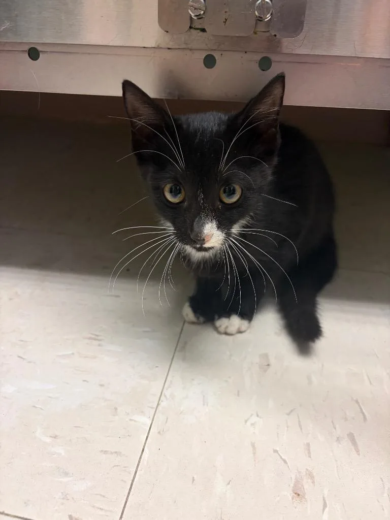 A baby medium-sized female Domestic Short Hair cat named Gwen Stefani for adoption in Morgantown, KY