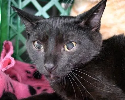 A baby small-sized female Domestic Short Hair cat named Pepperoni for adoption in West Seneca, NY